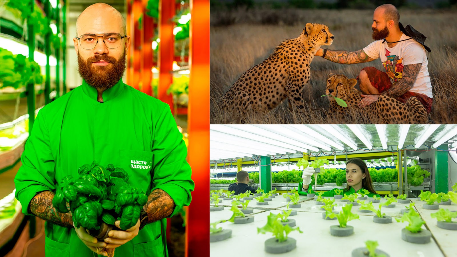 生鮮蔬菜品牌包裝設(shè)計(jì)(圖4) 生鮮蔬菜品牌包裝設(shè)計(jì)(圖4)