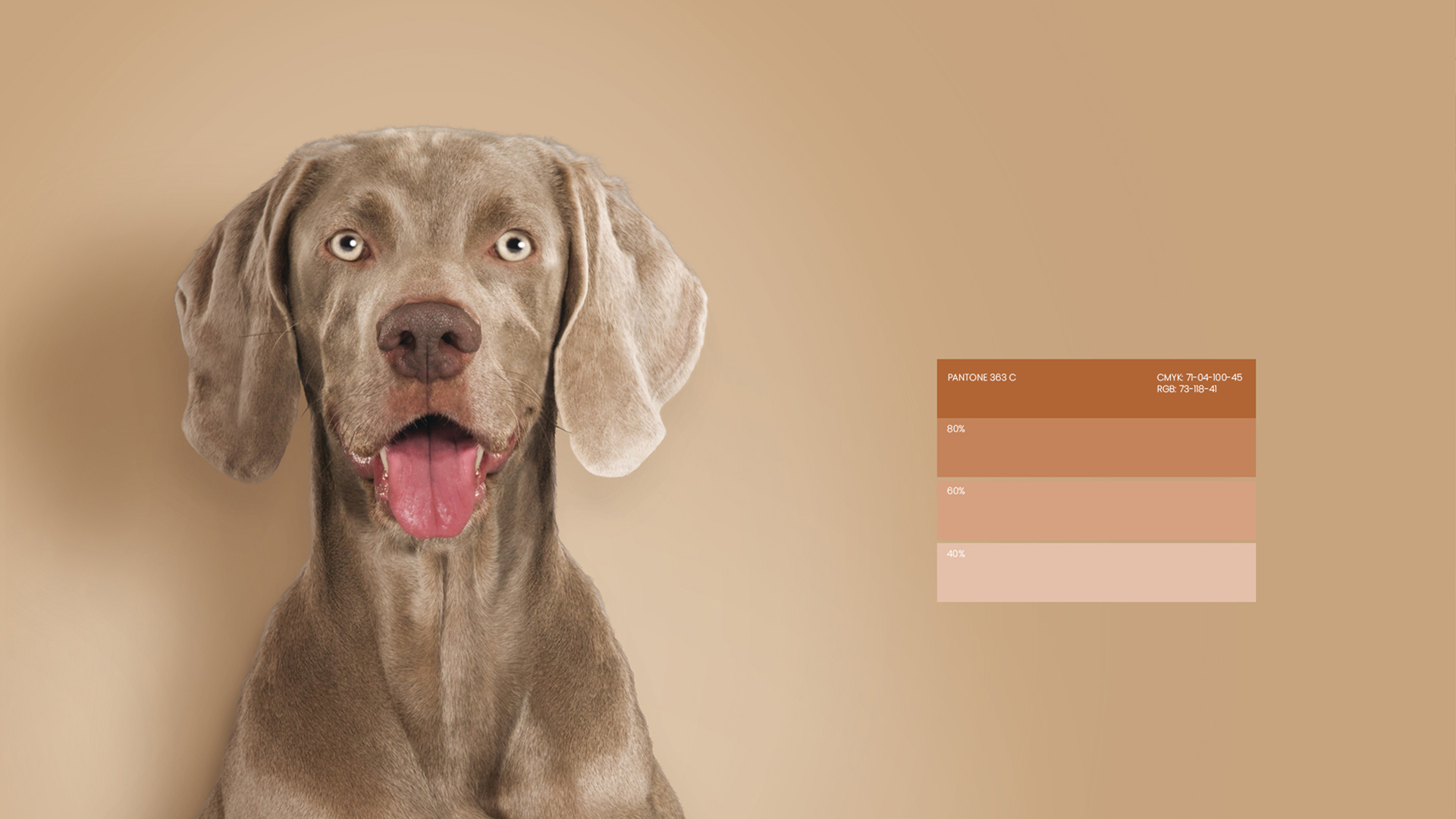 Ultima高端寵物包裝設計欣賞食品包裝這樣設計(圖4)