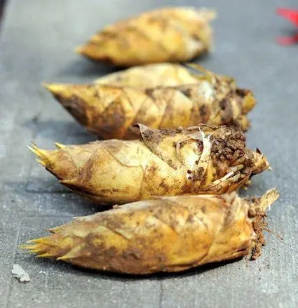 上海農(nóng)產(chǎn)品佘山蘭筍包裝設(shè)計(jì)要注意什么(圖1) 上海農(nóng)產(chǎn)品佘山蘭筍包裝設(shè)計(jì)要注意什么(圖1)