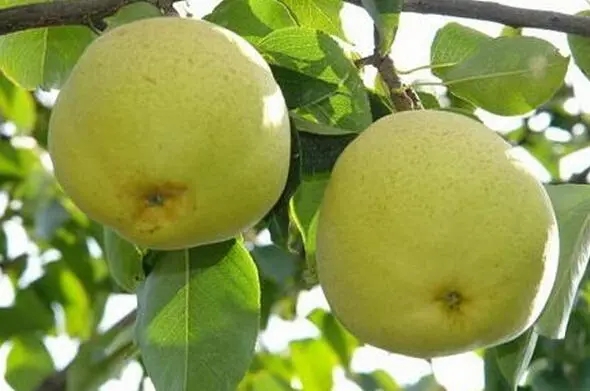 昆明特產(chǎn)寶珠梨水果包裝設(shè)計(jì)怎么做好(圖1)