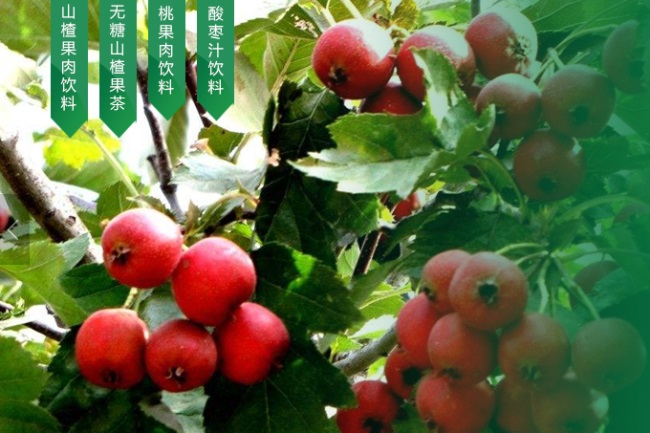 青松嶺品牌logo與食品包裝設(shè)計欣賞(圖3)