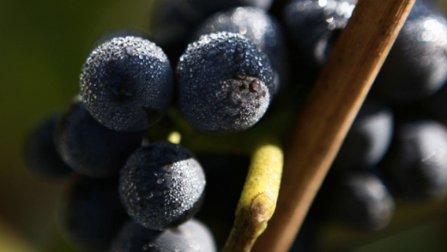 Bollinger堡林爵食品包裝設(shè)計(jì)欣賞(圖2)