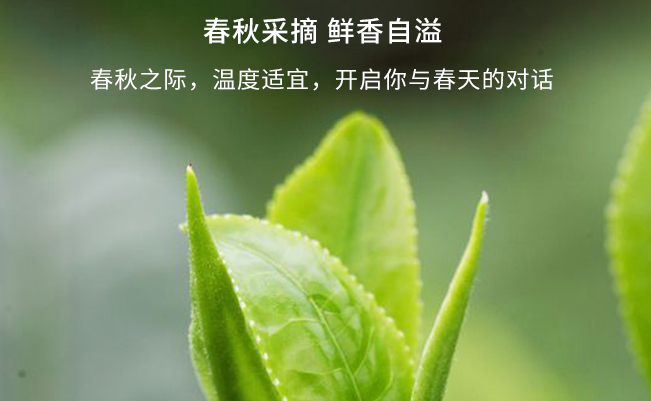 黑美人食品包裝設計欣賞(圖3)